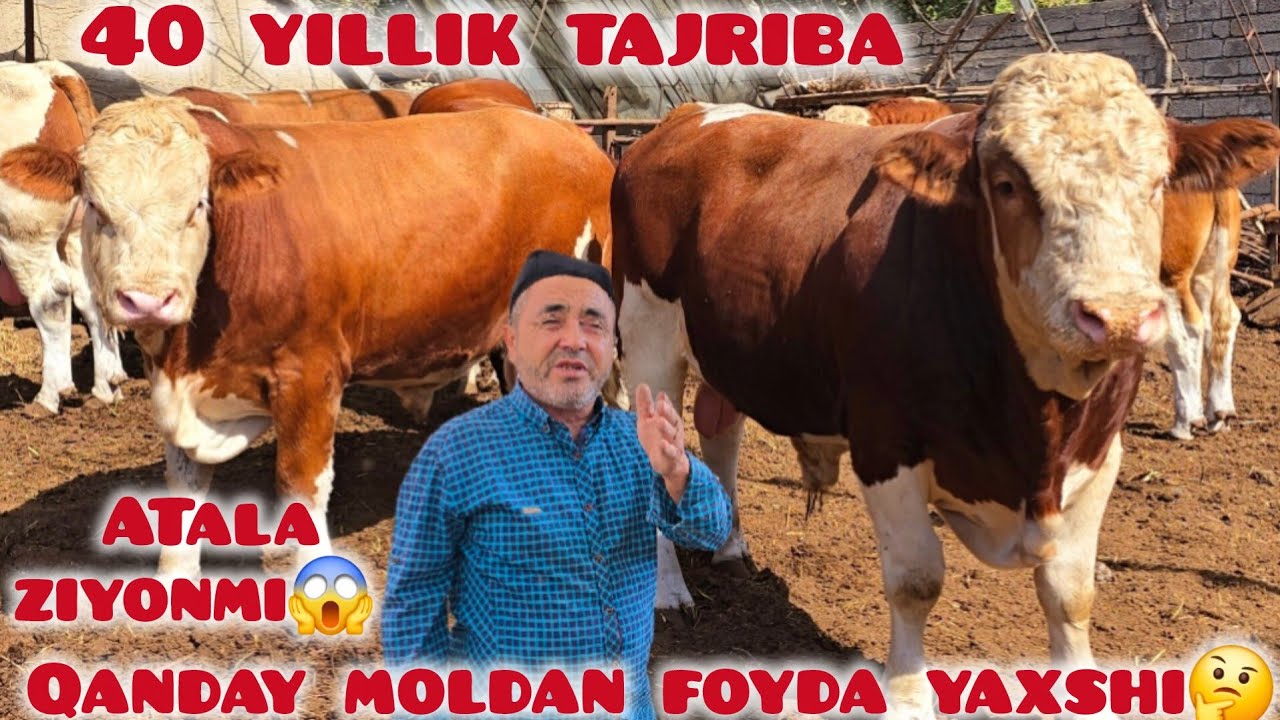 BUQA BOQISH SIRLARI 40 YILLIK TAJRIBA❓️ ATALA ZIYINMI 🤔 QANDAY BUQADAN FOYDA ZOʻR 😱✅️