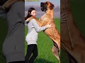 Scooby Doo Cartoon VS Great Dane #shorts #trending #viral
