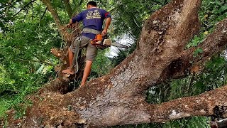 Cưa cây Còng nghiêng như sắp ngã / Sawing a tree that tilted as if it was about to fall | T624