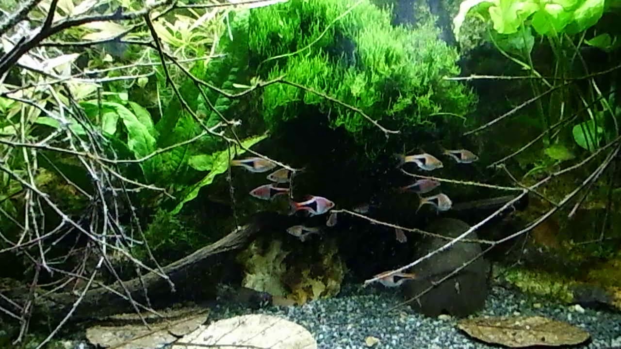 Raubtierfütterung im kleines Asien Becken