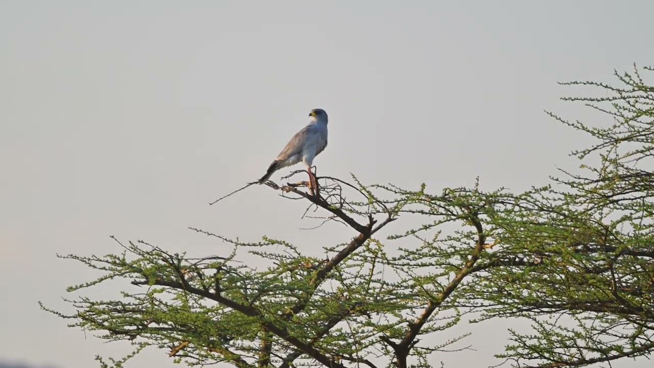 Eastern Chanting-Goshawk (Melierax poliopterus) - Buffalo Springs NR (Kenya) 8-9-2025