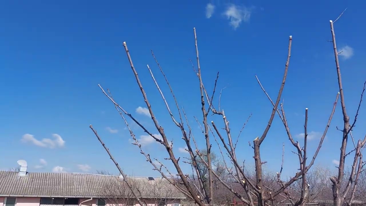 Rezidba šljive 4 godina starosti