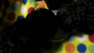 MVI_6939.AVI