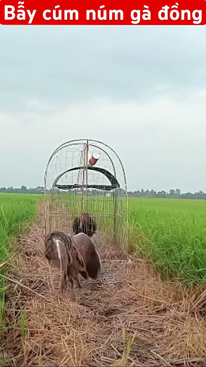 Bẫy cúm núm  gà đồng #cumnum #gadong
