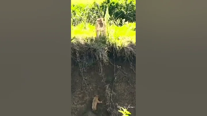 Lion Cub is Calling his Mother for Help. #shorts #lion