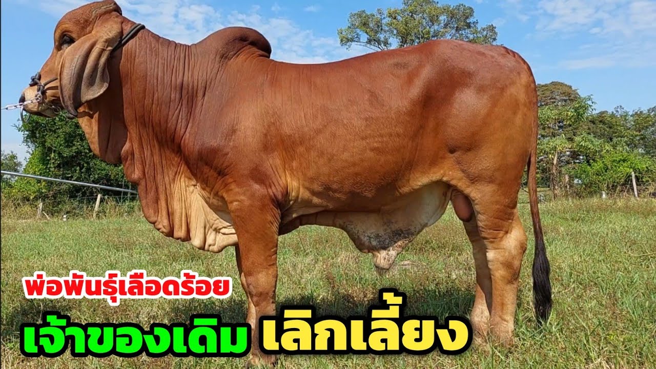 เจ้าของเดิมเลิกเลี้ยง‼️เลยเอาพ่อพันธุ์เลือดร้อยมาขาย พร้อมอนาคตพ่อพันธุ์งามๆหลายตัว วัวสาว 7,900 