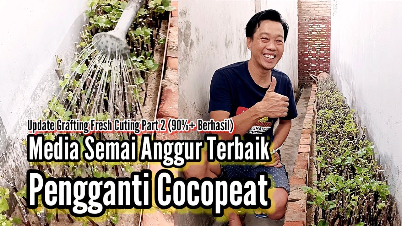 Media Tanam Semai Grafting Anggur Terbaik Pengganti Cocopeat (Hampir semua orang punya media ini)