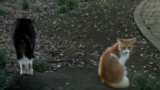 にゃんこたち☆20090907-2