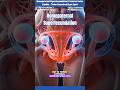 Homopaternal Superfecundation Fraternal twins Explained | How Twins Can Be Conceived Days Apart
