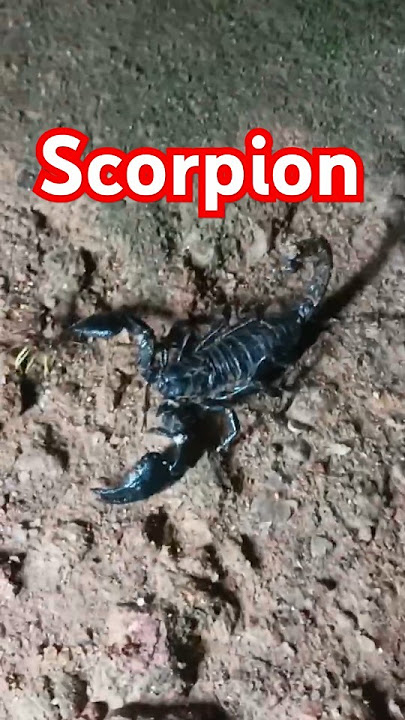 തേൾ scorpion #shortsfeed #youtube #viralshorts