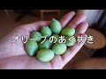 【オリーブ】オリーブの渋抜き