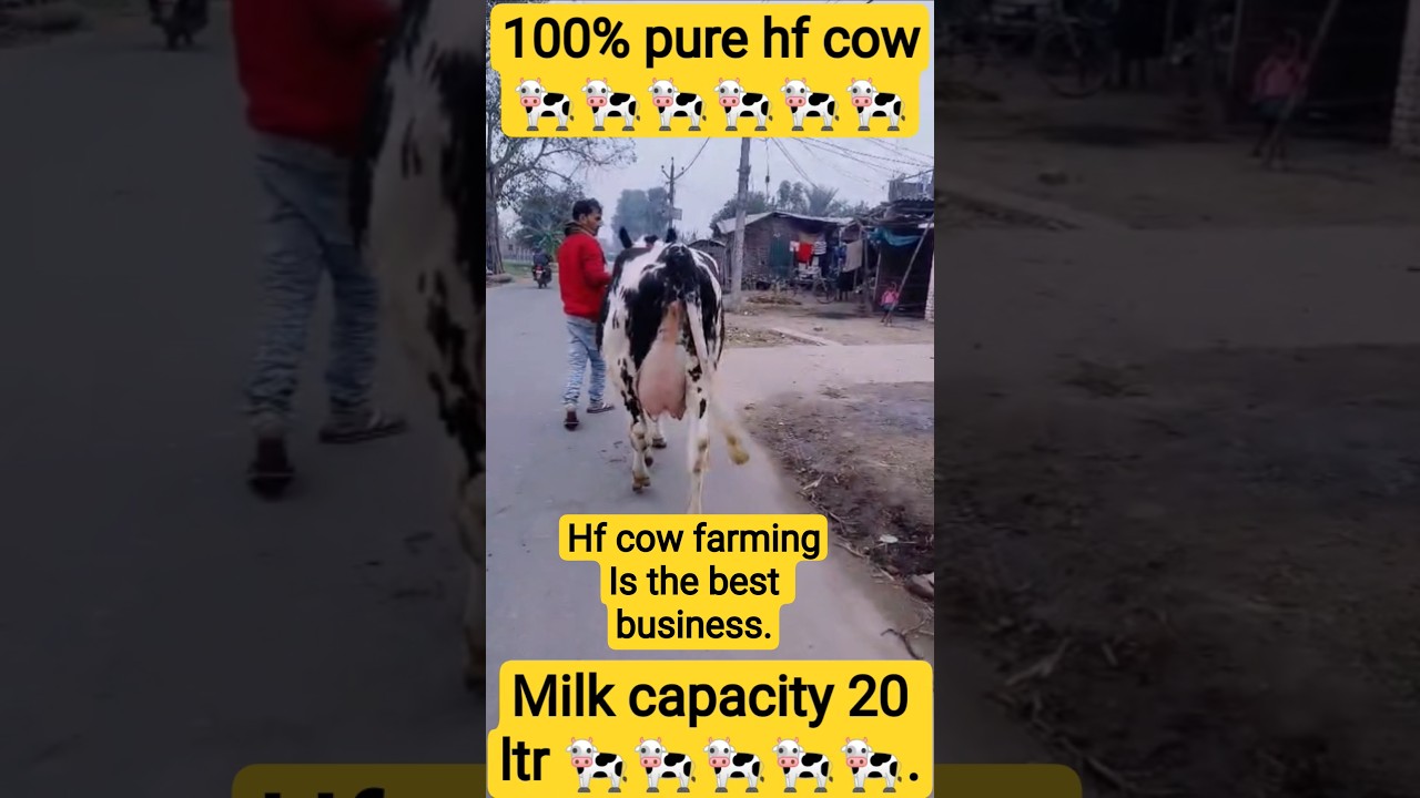 HF COW FARMING IS THE BEST BUSINESS 