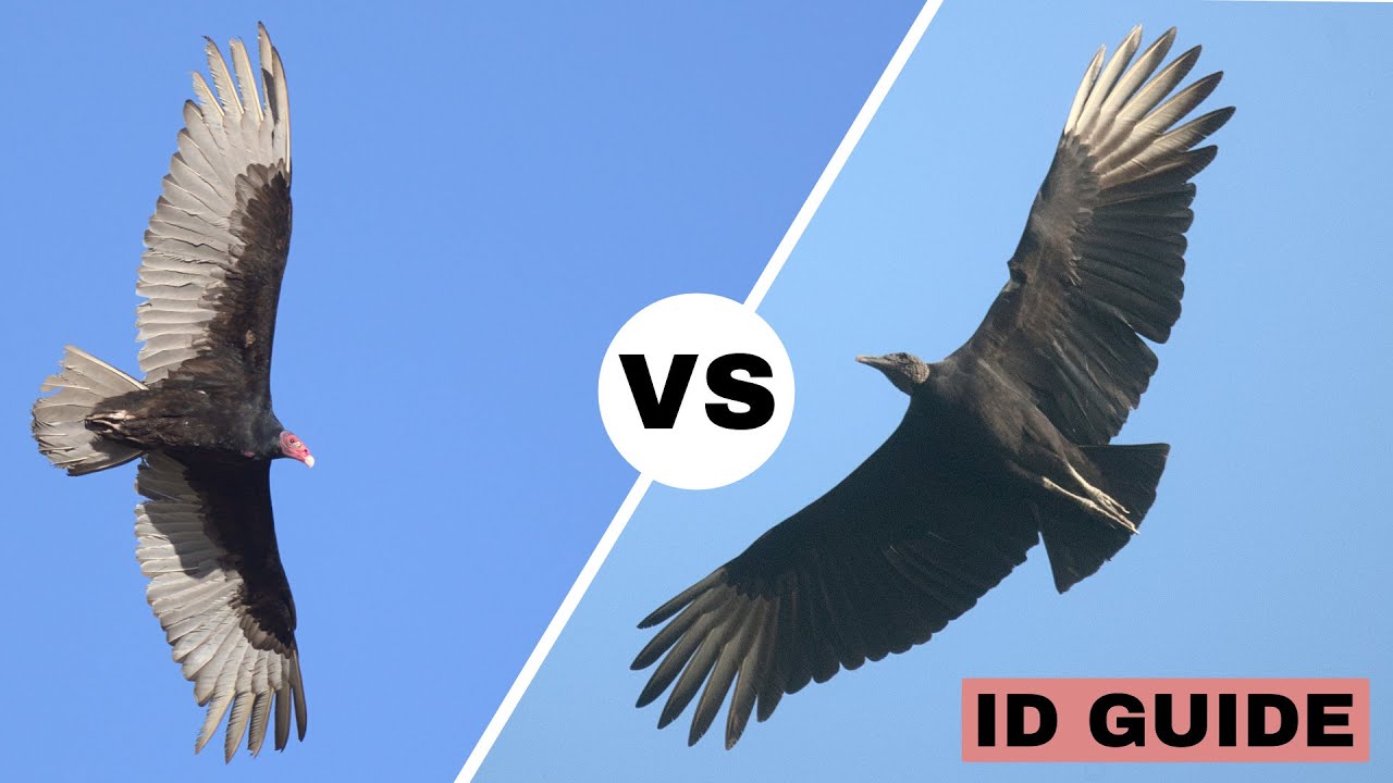 Turkey Vulture vs Black Vulture | ID Guide - YouTube