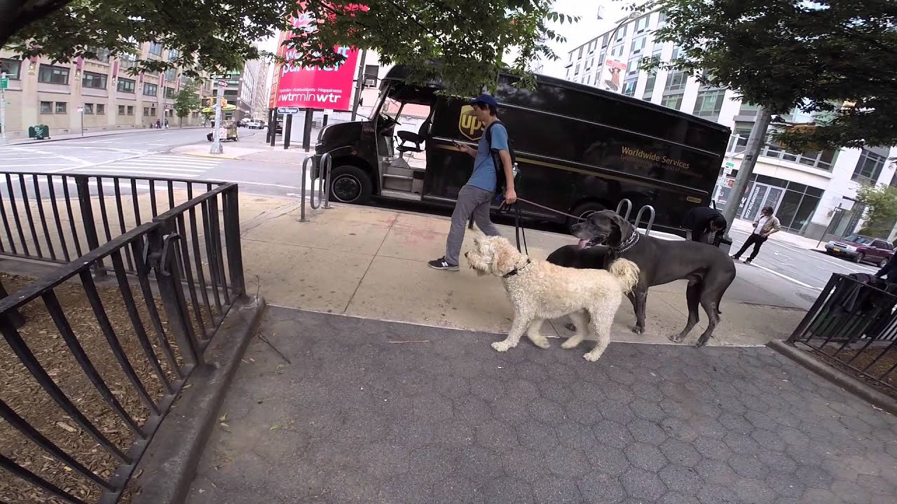 Tesla boy animal