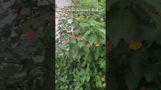 Artvinli Ahmet Bal (Bizden Geçti)