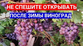 Открывать Виноград Не Спешите В Апреле - План Работ. Когда Открыть  Виноград После Зимы