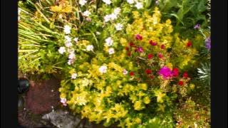 SWEET PEOPLE - AND THE BIRDS WERE SINGING.wmv
