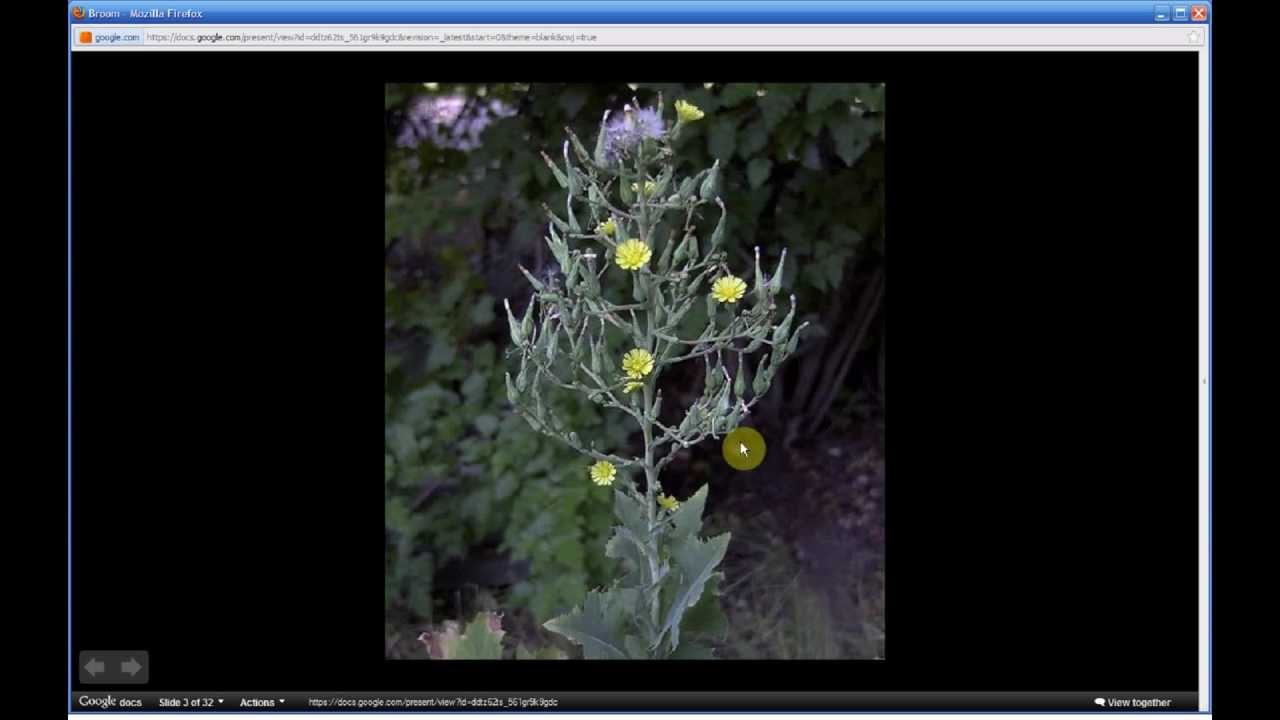 Lactuca serriola | Prickly Lettuce (Part 1 of 2)