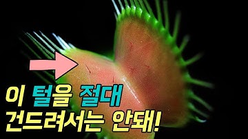 걸리면 끔살! 무시무시한 식충식물 Top 7