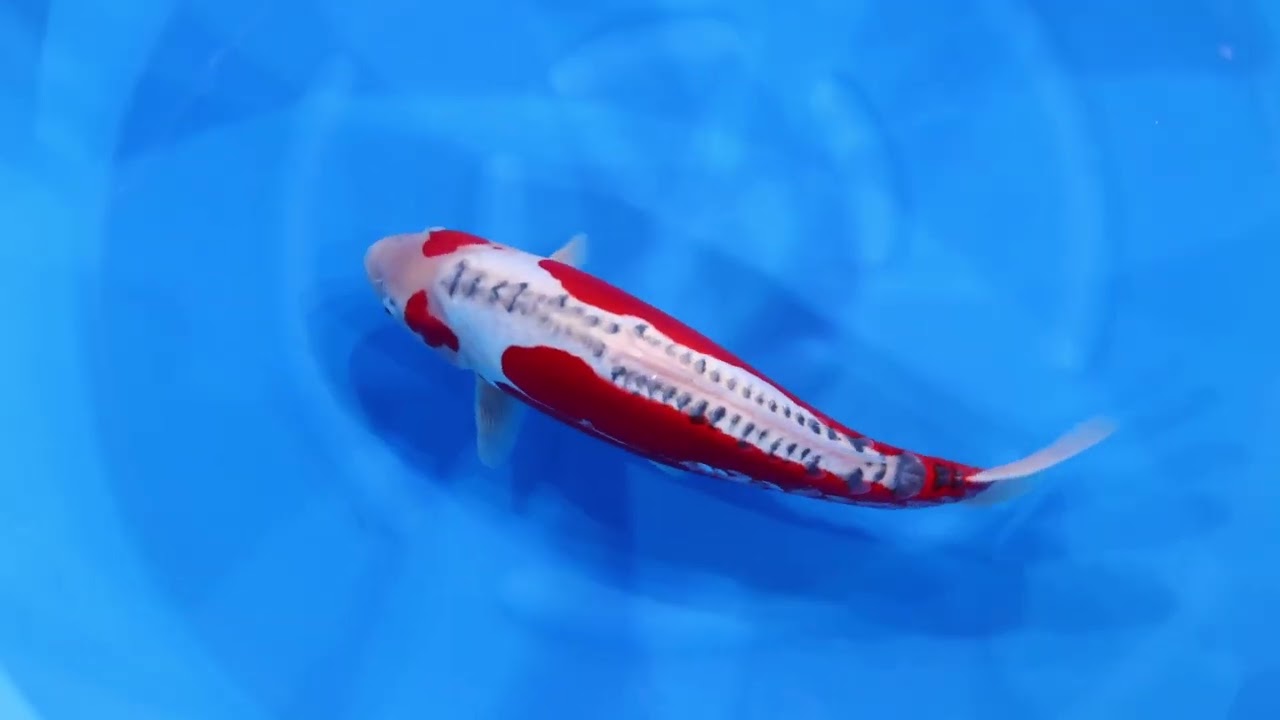 R'sコレクションinライブ鯉 2025】251207-044の出品鯉のご紹介