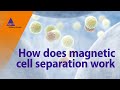 How does magnetic cell separation work