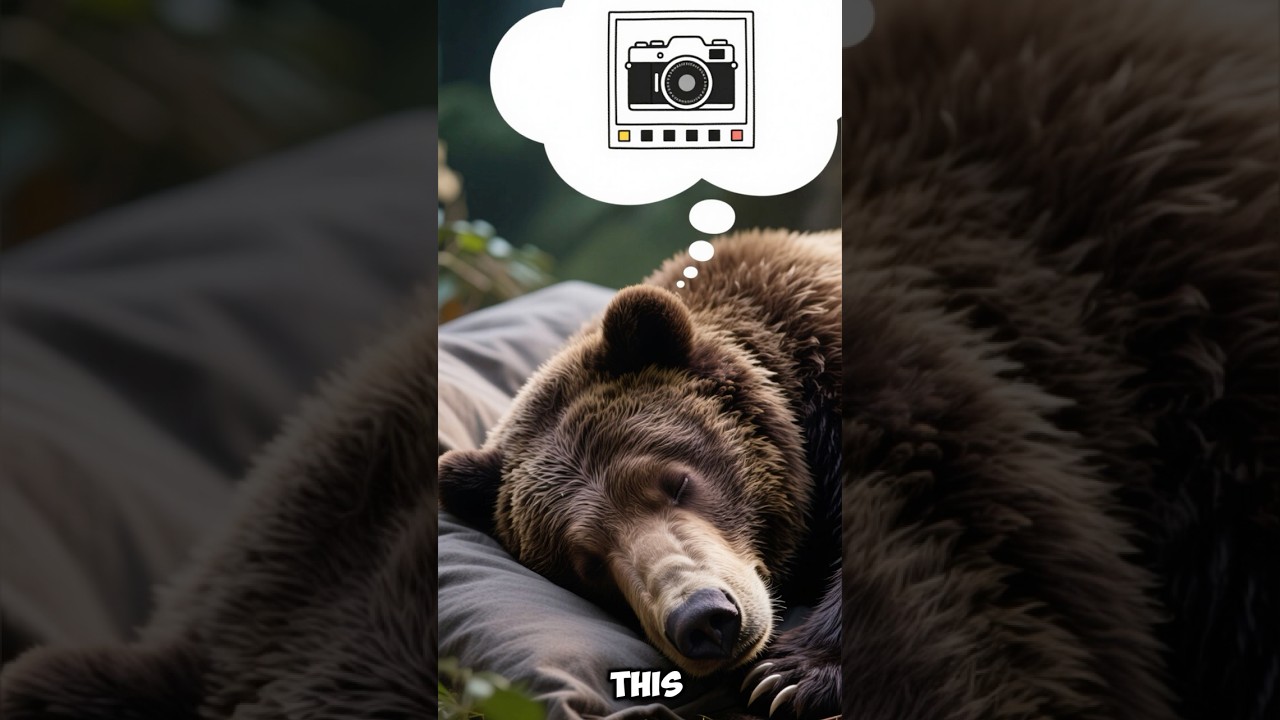 Crazy Sleeping Bear photo Law 