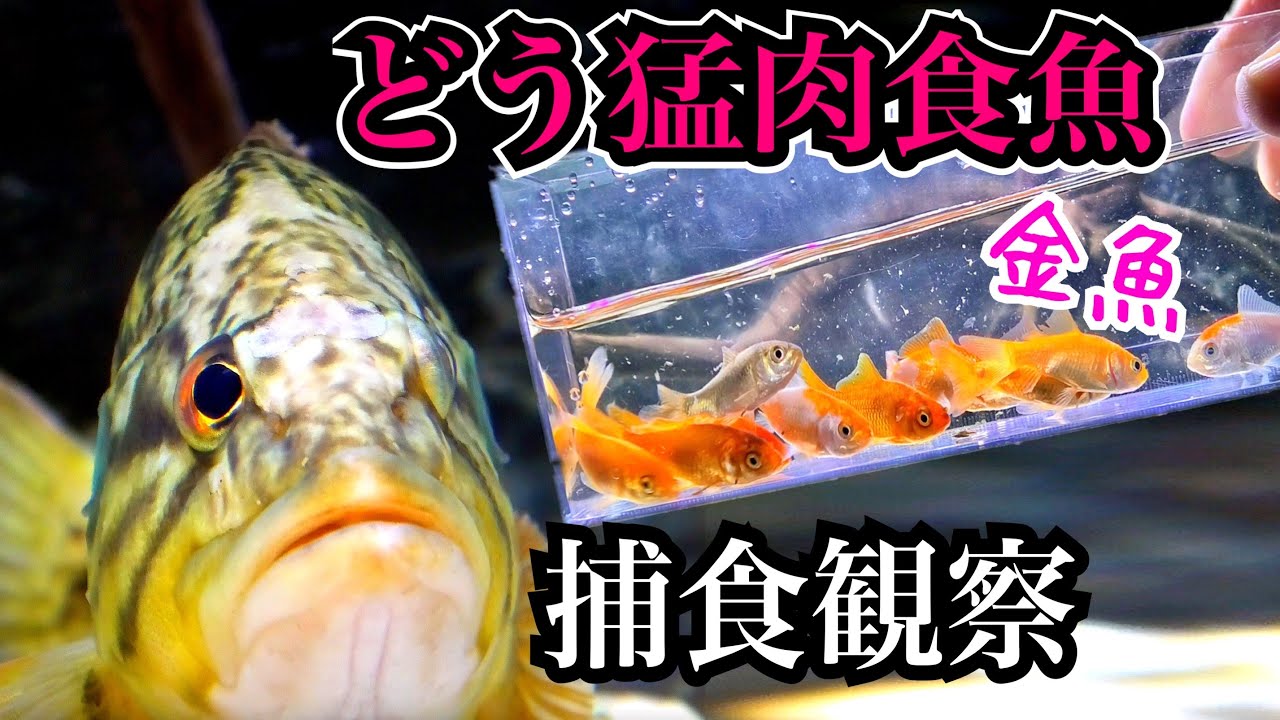 どう猛な肉食魚の捕食を観察すると…スピードが凄い！！【コウライオヤニラミ飼育】
