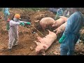 African Swine Fever Has Devastated Farms