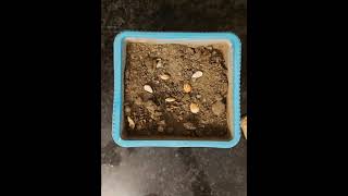 Zehra Nazlı Efl Tohum Ekimi Resimi