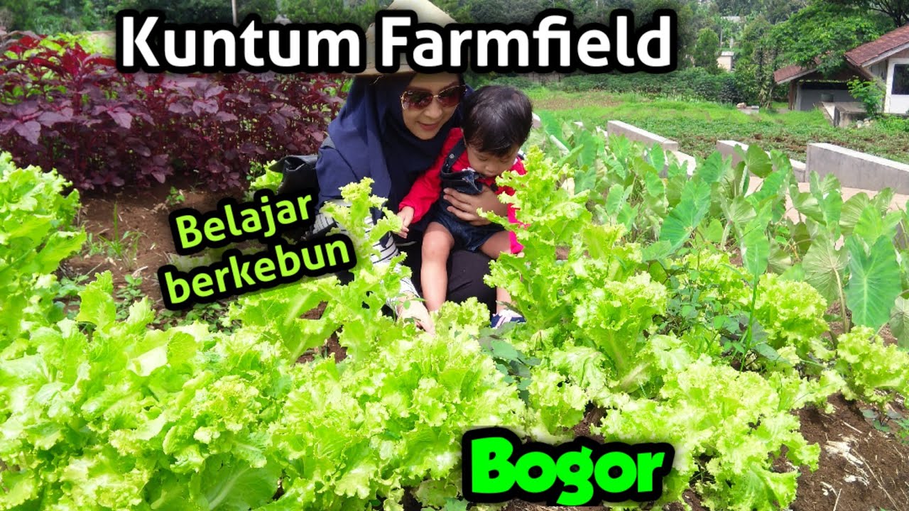 Belajar dan bermain di Kuntum Farmfield #bogor #kuntumfarmfield #fun #