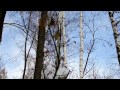 Снежный лес Димитровград 03.11.2016