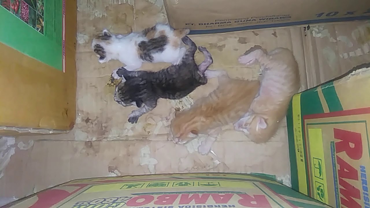 anak kucing baru lahir - YouTube