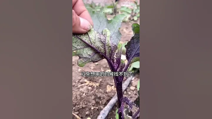 茄子有蚜虫处理方法 - 天天要闻