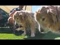【お風呂嫌い】パパの豪快なシャワーに不満を持つ愛犬は感情を顔に出してしまいます。