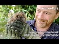 How we can all Help Save the British Hedgehog