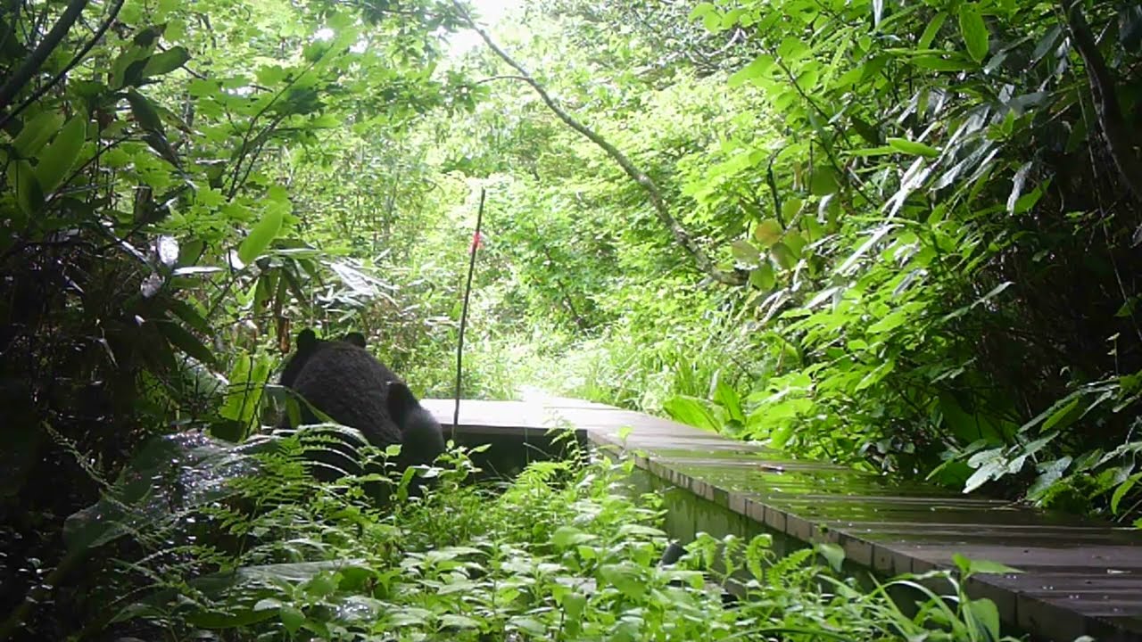 クマ情報】週間レポート8/7 ～8/13（大沼後生掛地区） | 八幡平