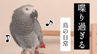 【現実】喋り過ぎる鳥と暮らしたらこうなる…w