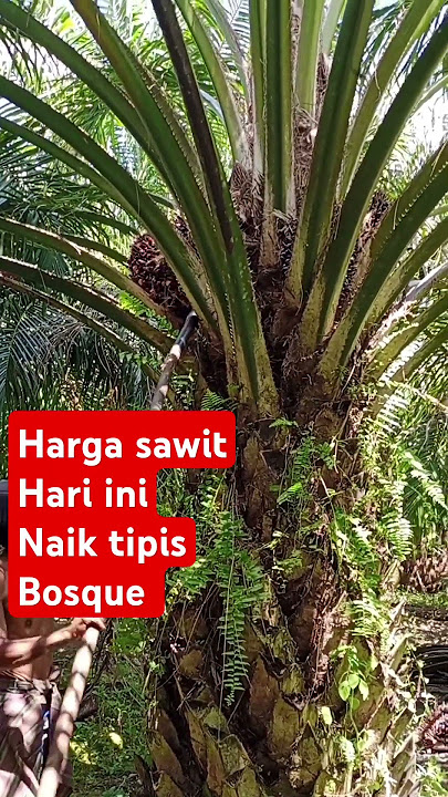 the spirit of the thorny bunch fighters 🔥🔥🔥 palm oil prices are creeping up 👍👍👍 #palmoil #palmoil...