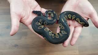 Celebrity 2022 Season Holdbacks! Wealth