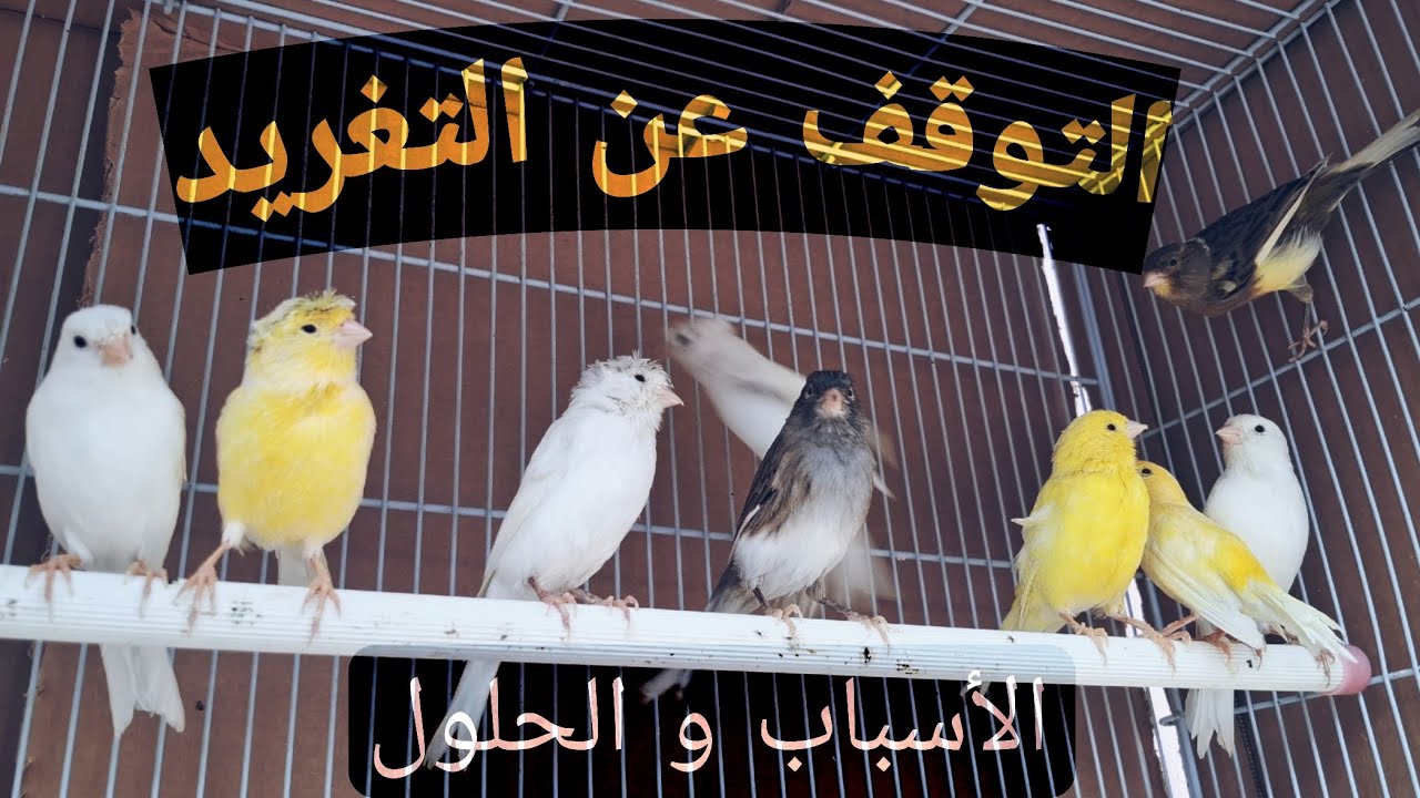 توقف الكناري عن الغناء فجأة؟ علامة خطيرة قد تسبق المرض أو الموت (الحل الكامل)