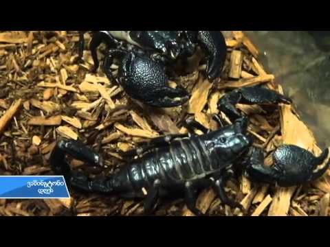 არლინგტონში სკოლის მოსწავლეები ცხოველებს უვლიან