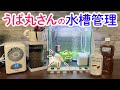 うぱ丸さんの水槽管理について〜水換え・ろ過・カルキ抜き・バクテリアなど〜　/ウーパールーパー・飼育・かわいい・おもしろ・両生類・メキシコサンショウウオ・アホロートル・メキシコサラマンダー・動物