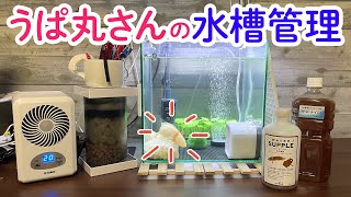 うぱ丸さんの水槽管理について〜水換え・ろ過・カルキ抜き・バクテリアなど〜　/ウーパールーパー・飼育・かわいい・おもしろ・両生類・メキシコサンショウウオ・アホロートル・メキシコサラマンダー・動物