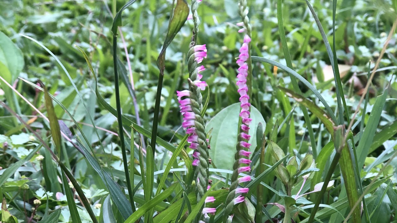 春季的野生蘭花草─綬草- YouTube 