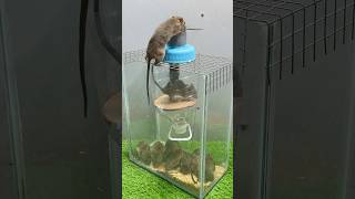 Best Mouse Trap Ideagood Rat Traps At Home