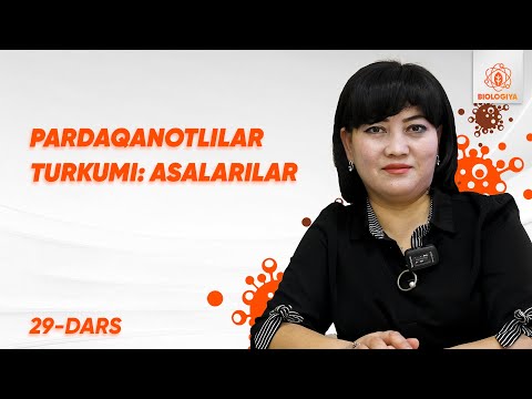 Video: Amerikalik rassomning barcha dollarlik do'konlaridagi g'alati installyatsiyalar