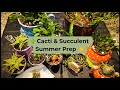 preparing my cacti & succulents for summer 🌵 repotting & plant care