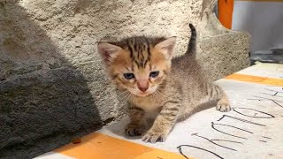 Aç Bebek Yavru Kedi Anne Kedi Için Ağlıyor