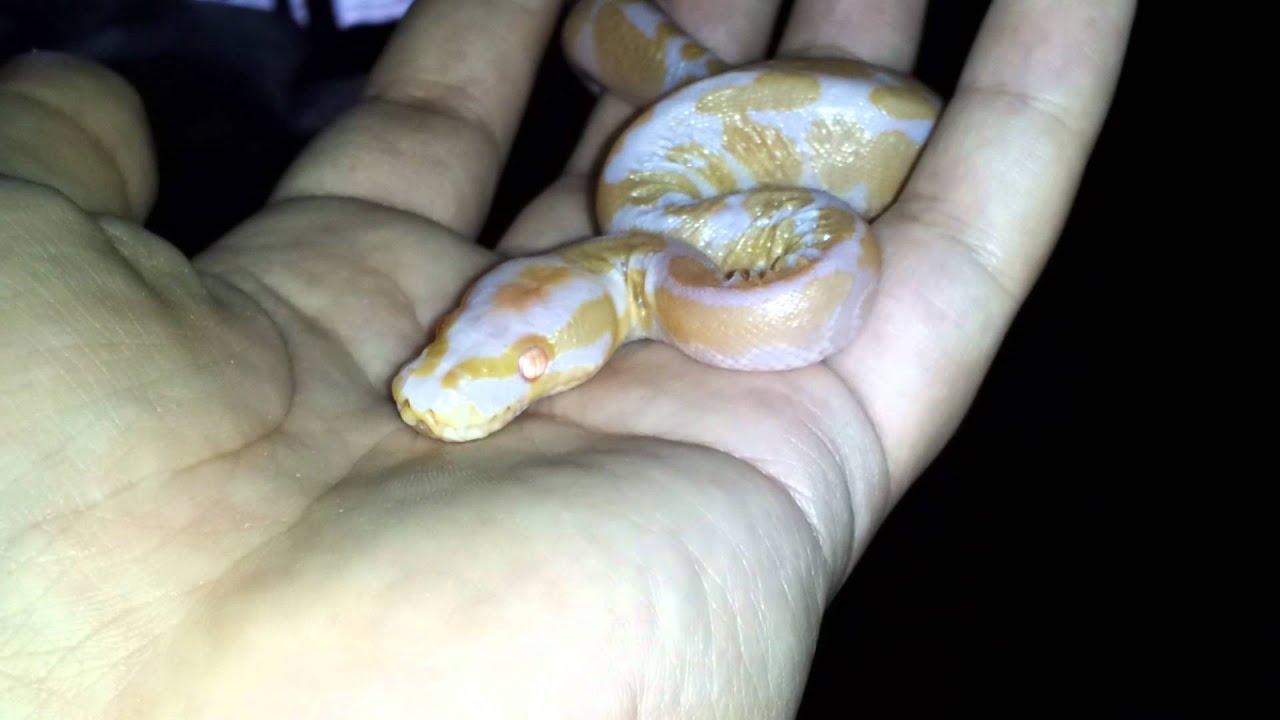 pikachu pokemon Baby albino out of egg