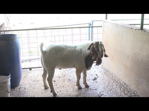 Vídeo: Quem Matou 500 Cabras Em 50 Dias No México? - Visão Alternativa